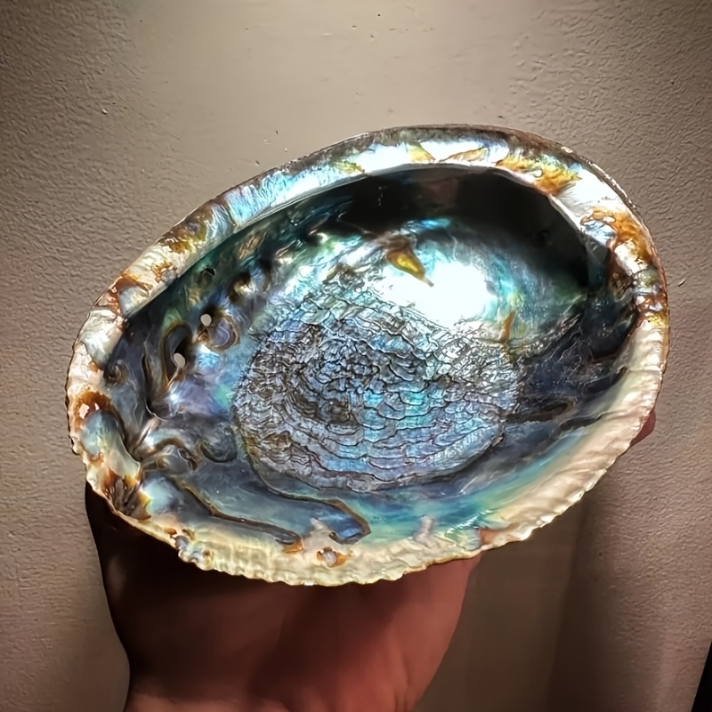 Abalone Shell Planters, Abalon - Outdoor Furniture Material ulasan dan harga