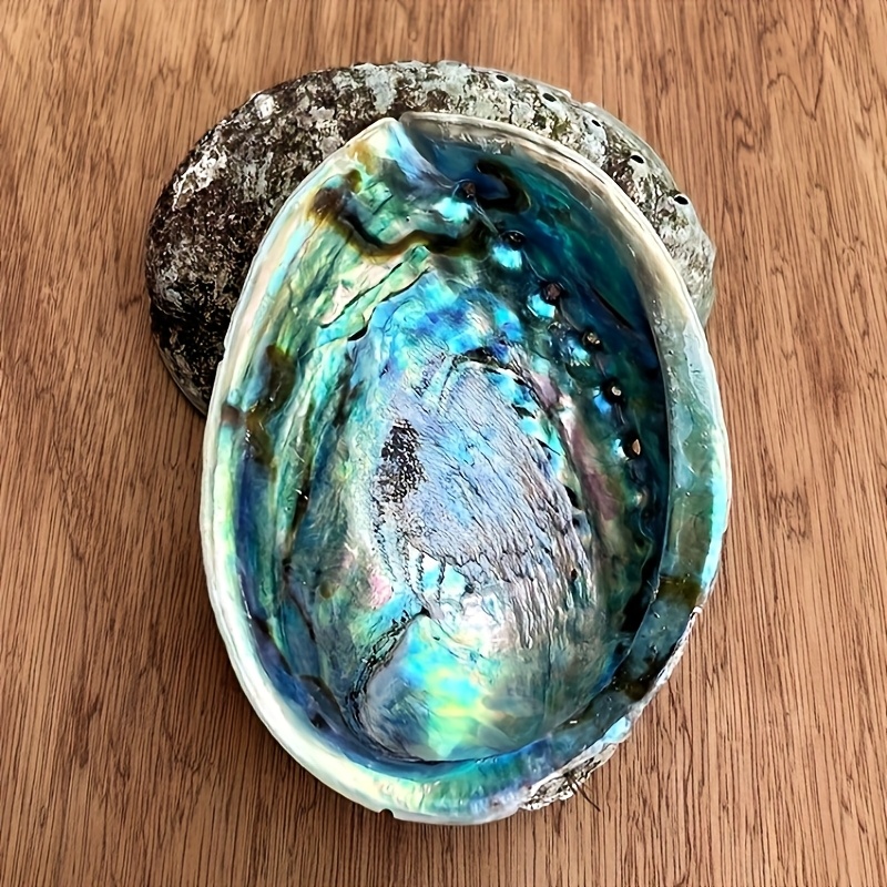 Abalone Shell Planters, Abalon - Outdoor Furniture Material ulasan dan harga